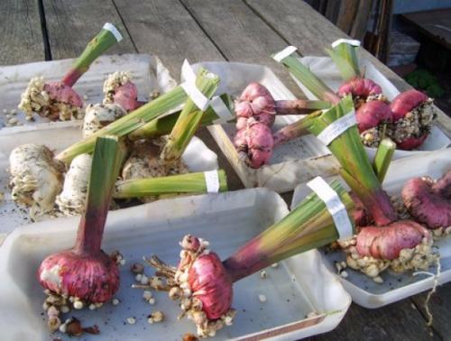 How to grow a gladiolus bulb. GROWING GLADIOLUS - planting, care, storage