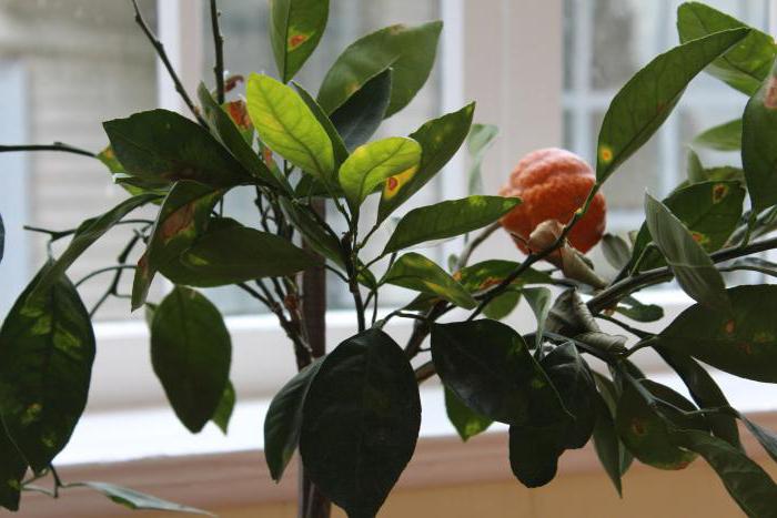 Cum se cultivă o mandarină