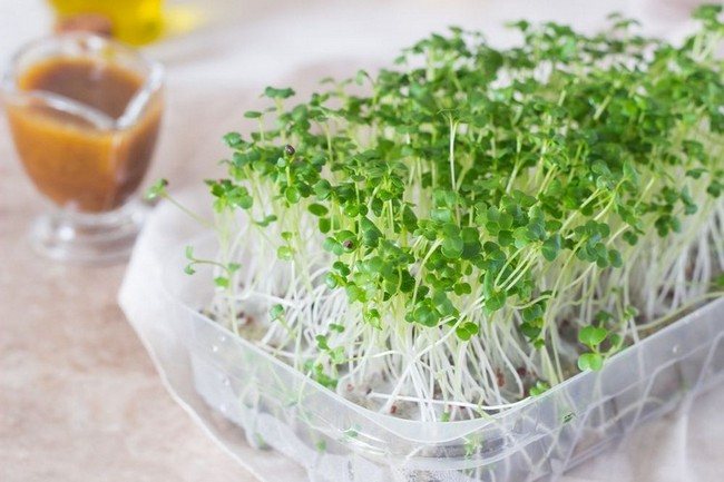 Hur man odlar mikrogrönsaker hemma