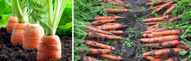 Cum se cultivă morcovi