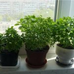 How to grow mint at home