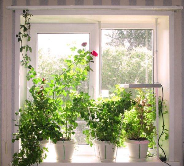 Hur man odlar mynta: på en fönsterbräda, i en kruka, hemma eller utomhus