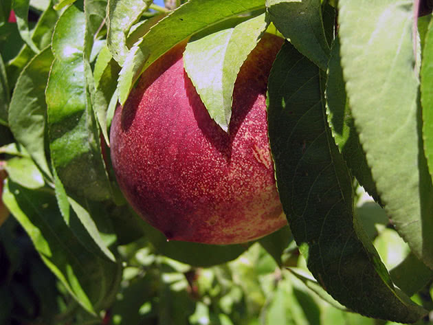 How to grow nectarine in the middle lane