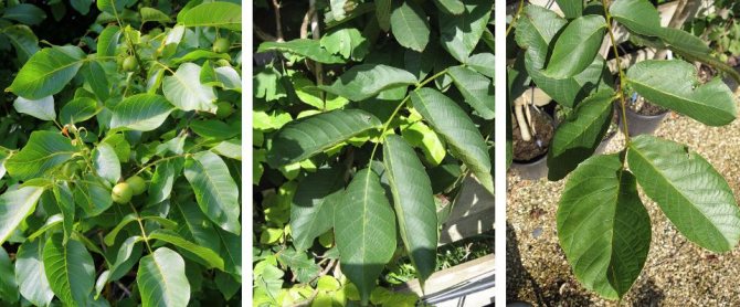 How to grow a walnut tree from a walnut