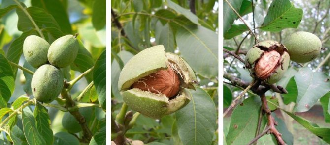How to grow a walnut tree from a walnut