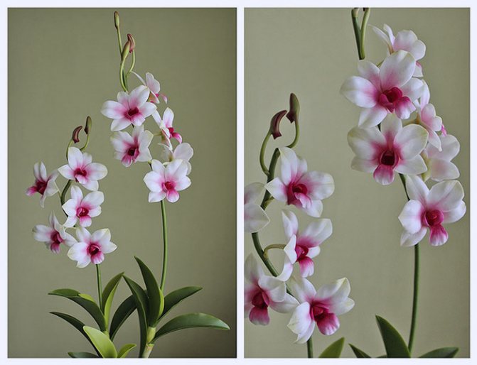 cara menanam orkid di rumah