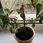 Jak pěstovat chilli papričky doma na parapetu: podrobné pokyny a tajemství zkušených farmářů