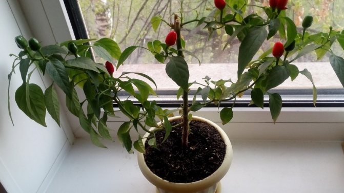 Hur man odlar chilipeppar hemma på en fönsterbräda: steg-för-steg-instruktioner och hemligheter för erfarna jordbrukare