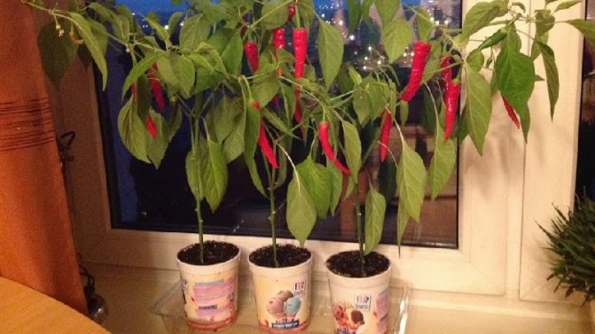 How to grow chili peppers at home on a windowsill: step-by-step instructions and secrets of experienced farmers