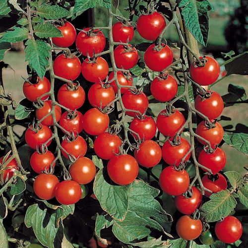 Cara menanam tomato ceri di rumah hijau