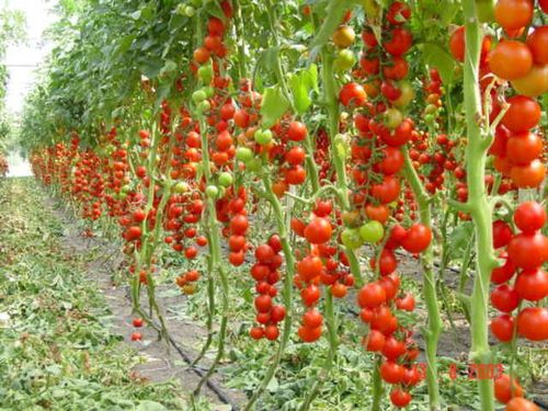 Cara menanam tomato ceri di rumah hijau