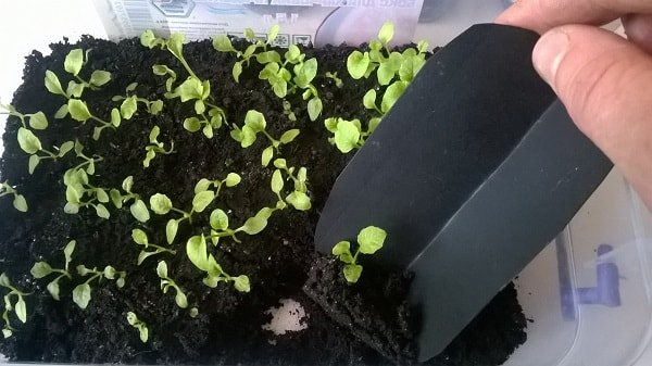 Cara menanam primrose dari biji di rumah