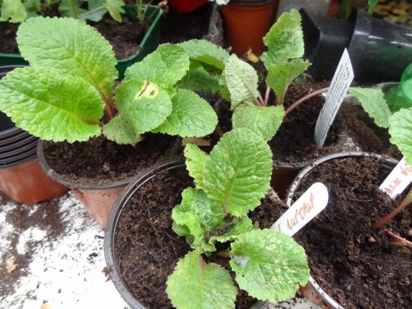 Cara menanam primrose dari biji di rumah