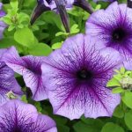 How to grow petunia seedlings from seeds is easy and simple!