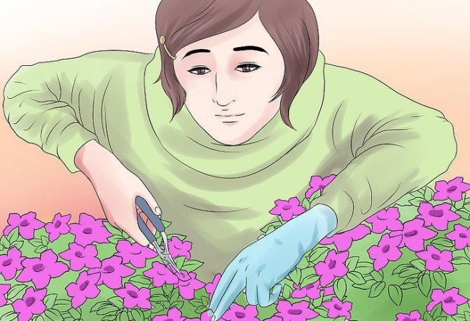 كيفية زراعة شتلات البطونية في المنزل