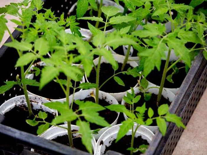 How to grow tomato seedlings Banana legs photo