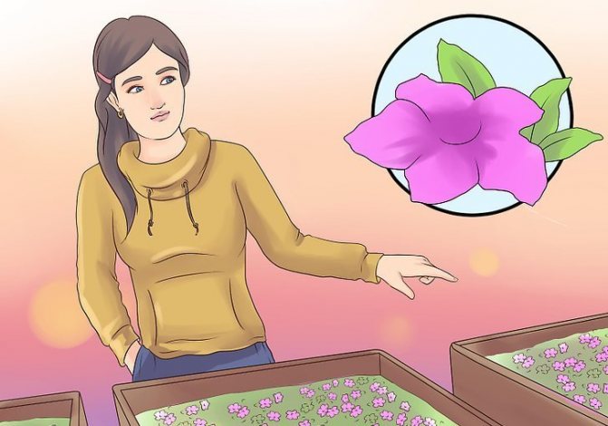 comment faire pousser des plants à la maison