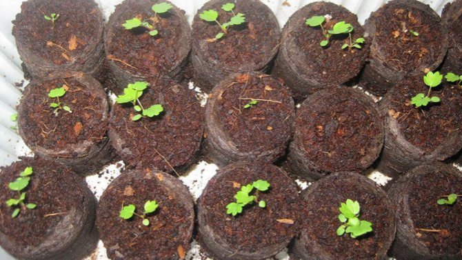 cara menanam anak benih dalam tablet gambut