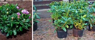 Hur man odlar en rododendron och hur man tar hand om den?