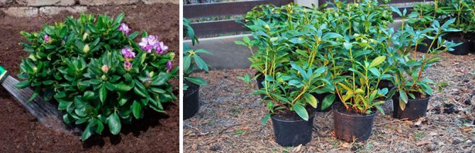 Hur man odlar en rododendron och hur man tar hand om den?
