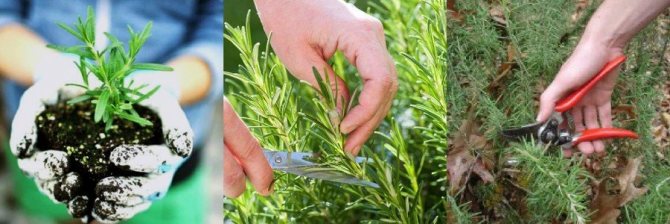 How to grow rosemary outdoors