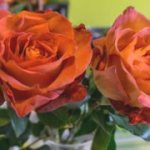 Как да отглеждаме рози от резници на дарени рози?