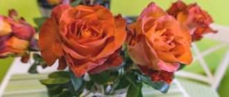 Hur odlar jag rosor från sticklingar av donerade rosor?