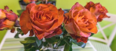 How to grow roses from cuttings of donated roses?