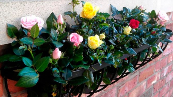 كيف تنمو الورود على الشرفة بيديك