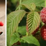 Cara menanam raspberry kebun