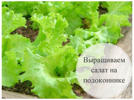 cara menanam salad di rumah