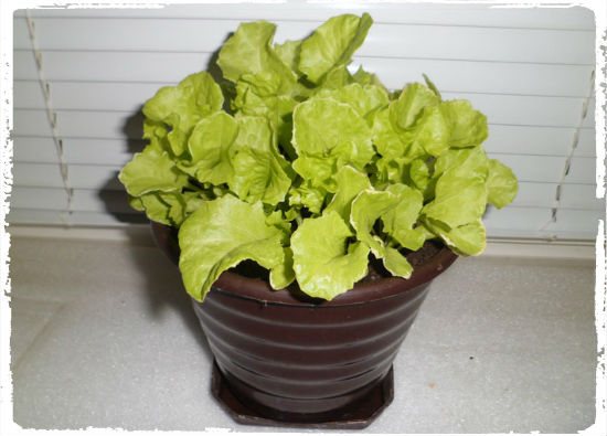 how to grow salad at home