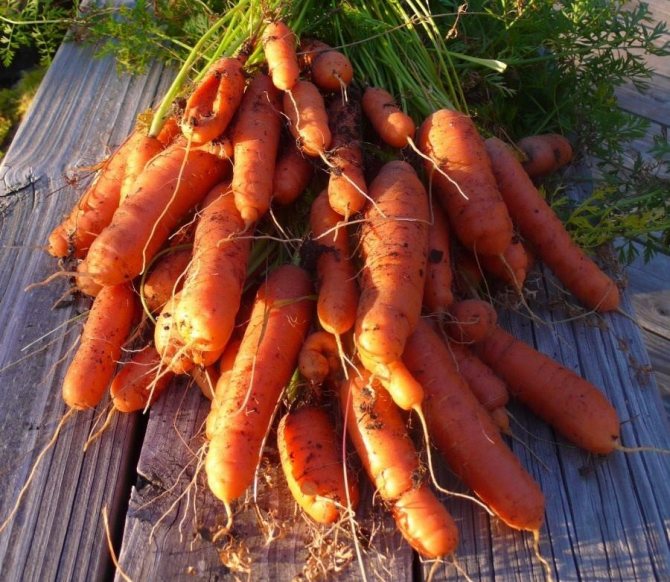Cum să crești singuri semințe de morcov acasă