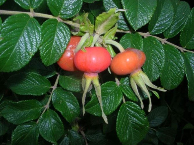 How to grow a rosehip Oval in a summer cottage
