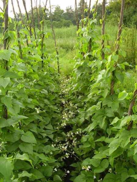 How to grow asparagus beans in the country - watering, weeding, loosening, mulching