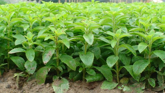 Cum să crească stevia în câmp deschis în țară