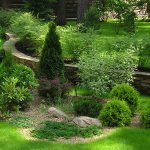 how to grow thuja from seeds