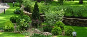 how to grow thuja from seeds