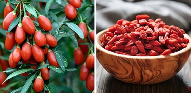 How to grow goji berries at home