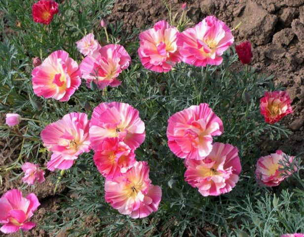 How to grow healthy and robust Escholzia seedlings