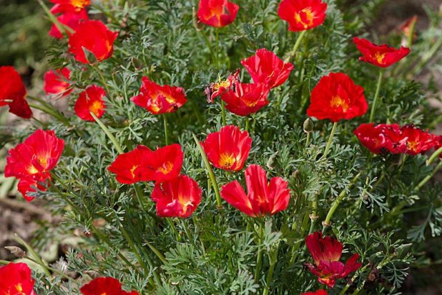 How to grow healthy and robust Escholzia seedlings