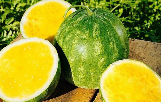 How to grow a yellow watermelon