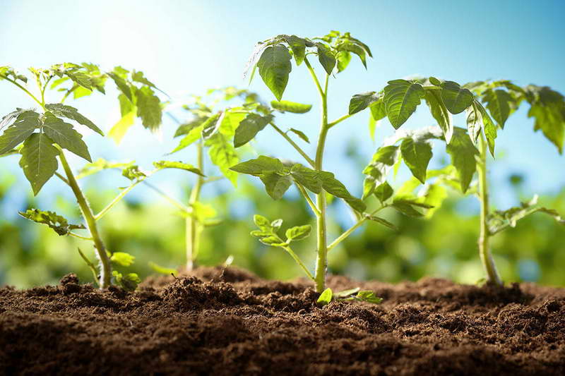 Cara menanam anak benih tomat Gigolo di foto tanah