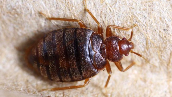 How to get rid of bedbugs at home