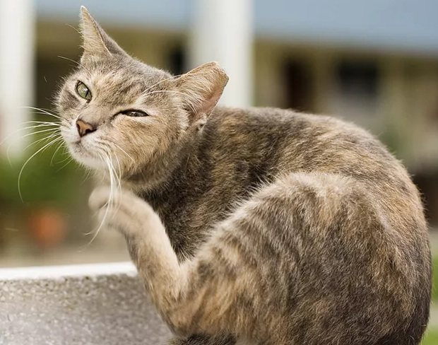 Cara membuang kutu dari kucing atau kucing di rumah