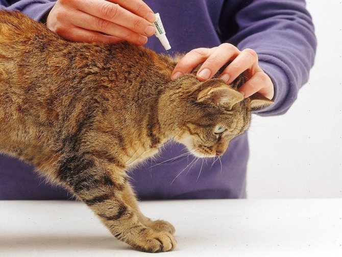 How to remove fleas from a cat or cat at home