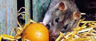 Hur man tar ut råttor från ett kycklinghöns utan risk för fåglar: folkmetoder, ultraljud, gifter