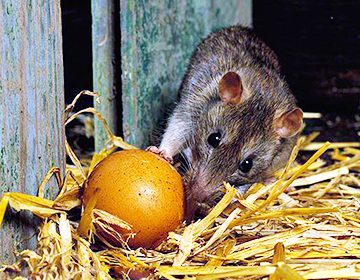 Cum să scoți șobolani dintr-o găinărie fără risc pentru păsări: metode populare, ultrasunete, otrăvuri