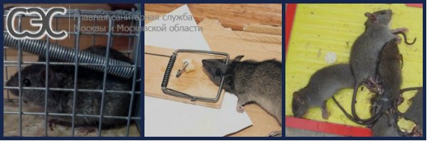 hur man får en råtta ur en lägenhet med hjälp av fällor