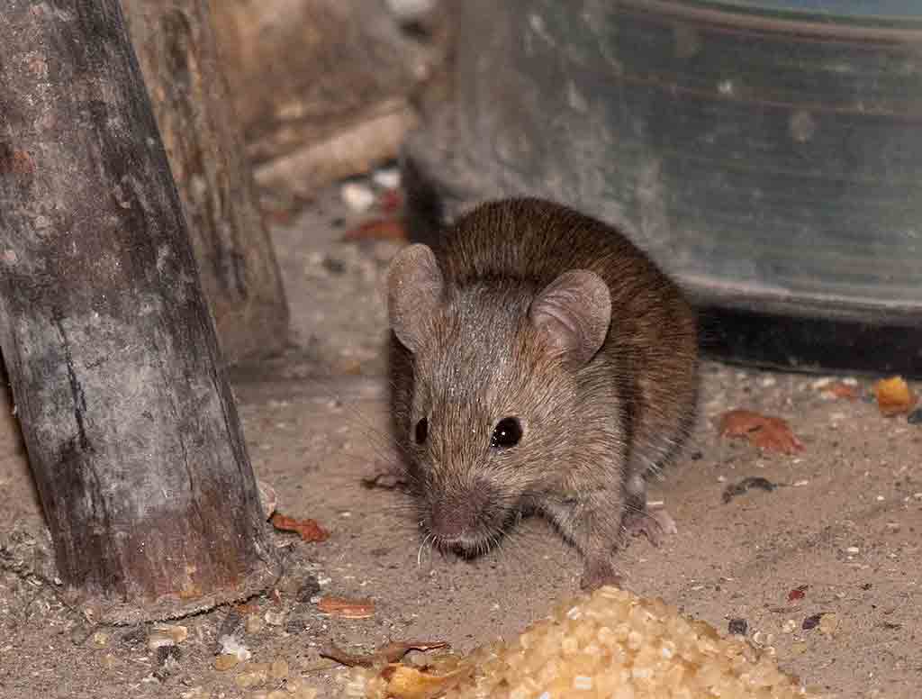 كيفية إخراج الفئران والجرذان من القبو - أفضل الطرق
